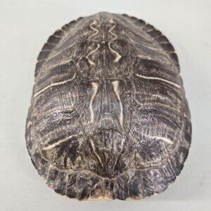 Carapace de tortue